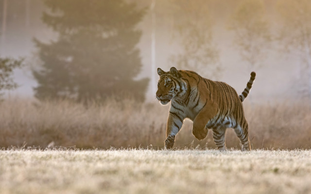 Tiger running foggy field wildlife free wallpaper for desktop - medium preview image