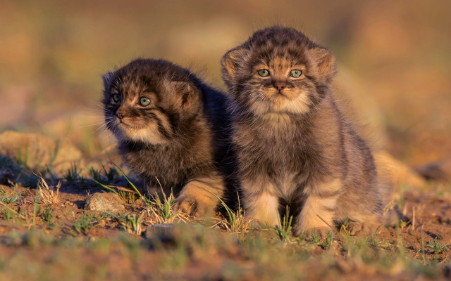 Kittens field grass dirt portrait free wallpaper for desktop - medium preview image