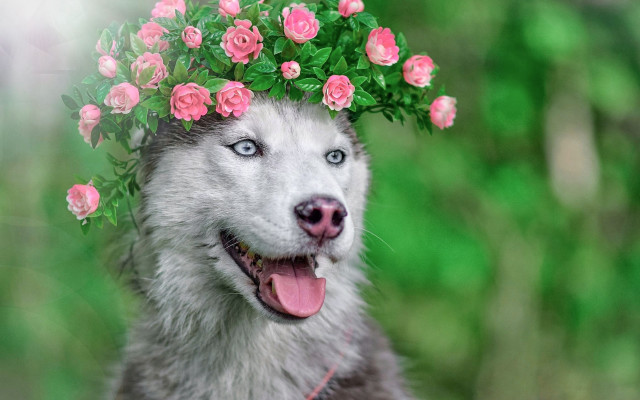 Husky flower crown tongue out free wallpaper for desktop - medium preview image