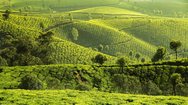 Lush green hillside trees fence #3 free wallpaper for desktop - medium preview image