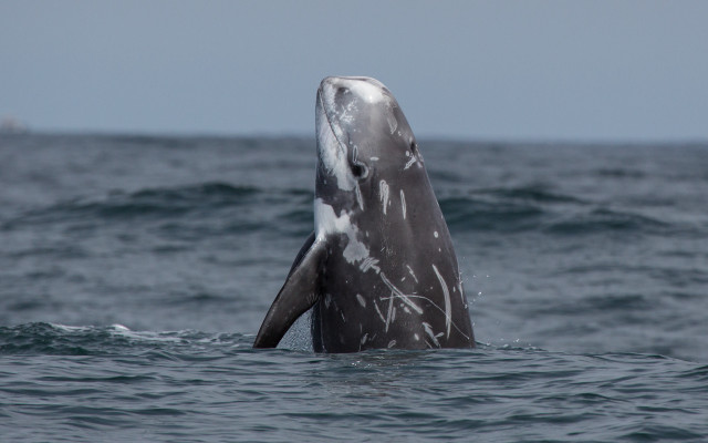 Gray whale open mouth ocean free wallpaper for desktop - medium preview image