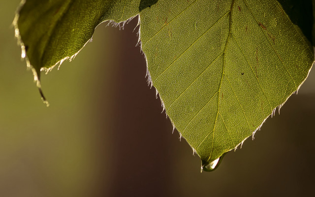 Green leaf water drop macro #5 free wallpaper for desktop - medium preview image