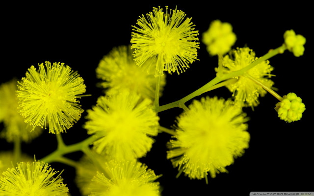 Yellow flowers closeup black background free wallpaper for desktop - medium preview image