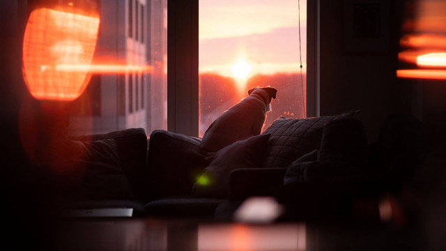 Dog couch window sunset tilt free wallpaper for desktop - medium preview image