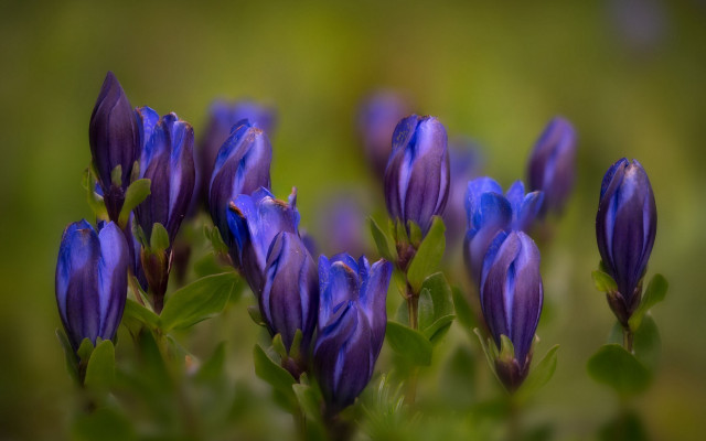 Purple flower bokeh macro plant #2 free wallpaper for desktop - medium preview image