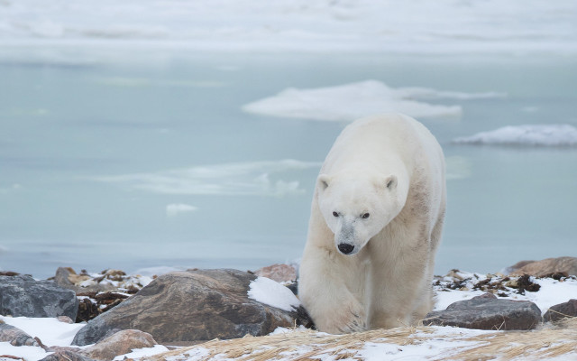 Polar bear rocky beach icebergs free wallpaper for desktop - medium preview image