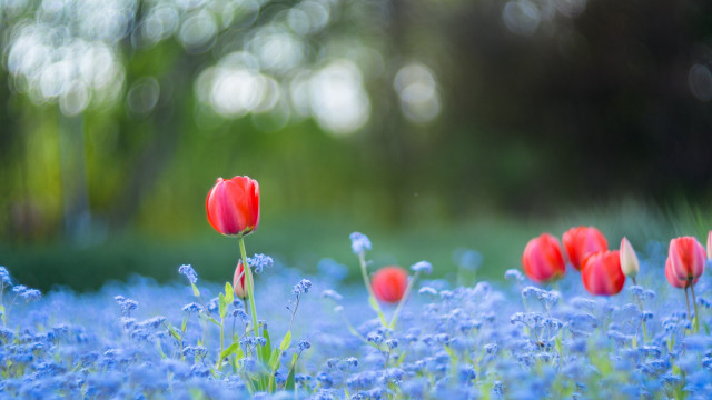 Red tulips blue flowers impressionist free wallpaper for desktop - medium preview image