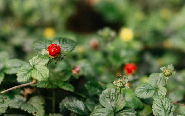 Red flower green bush bokeh free wallpaper for desktop - medium preview image