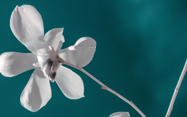 White flower vase fox ears free wallpaper for desktop - medium preview image