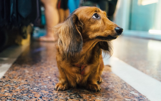 Shiba inu dog tilt shift #2 free wallpaper for desktop - medium preview image
