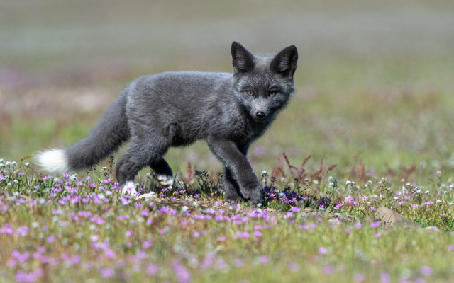Small gray fox flower field free wallpaper for desktop - medium preview image