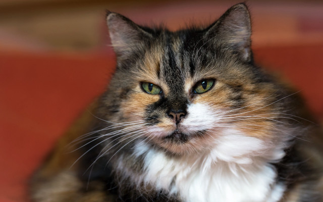 Sad cat green eyes couch #2 free wallpaper for desktop - medium preview image