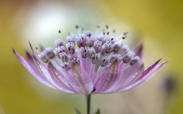 Closeup flower macro blurry background free wallpaper for desktop - medium preview image