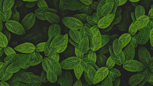 Green leafy plant closeup nature free wallpaper for desktop - medium preview image