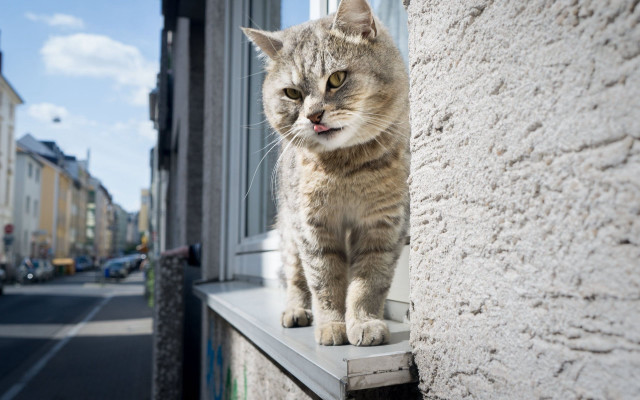 Cat ledge building window street free wallpaper for desktop - medium preview image