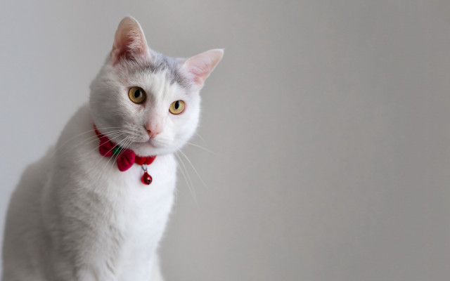 White cat red bow portrait free wallpaper for desktop - medium preview image
