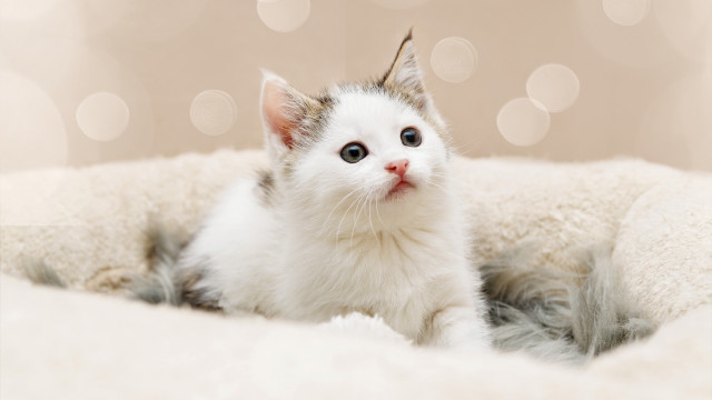 White kitten blue eyes cat free wallpaper for desktop - medium preview image