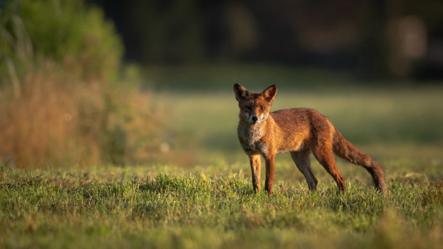 Small fox grassy field bush free wallpaper for desktop - medium preview image