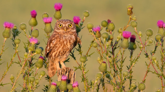 Small owl branch field flowers free wallpaper for desktop - medium preview image