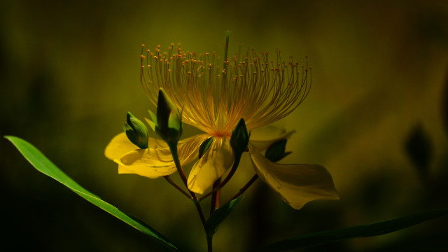 Yellow flower green leaves backlight free wallpaper for desktop - medium preview image