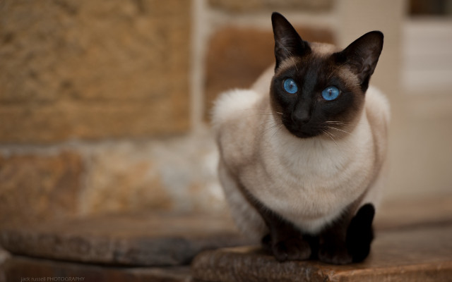 Siamese cat blue eyes ledge free wallpaper for desktop - medium preview image