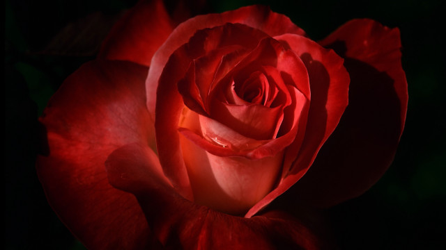 Red rose dark background green free wallpaper for desktop - medium preview image