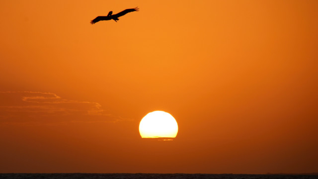 Bird sunset sky mountain ocean free wallpaper for desktop - medium preview image