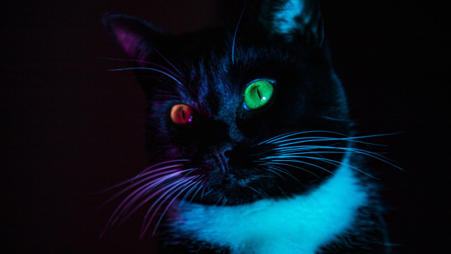 Black cat glowing eyes neon free wallpaper for desktop - medium preview image