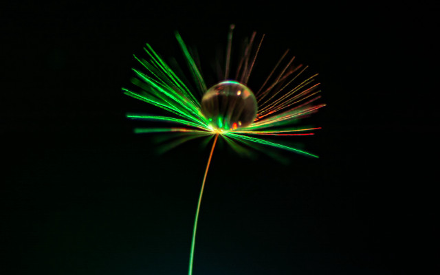 Green yellow flower macro holography free wallpaper for desktop - medium preview image