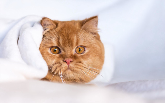 Surprised cat with blanket looking free wallpaper for desktop - medium preview image
