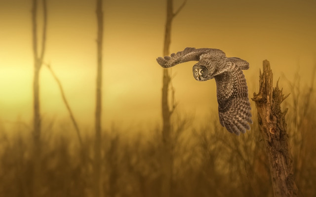 Bird flying over branch field #2 free wallpaper for desktop - medium preview image