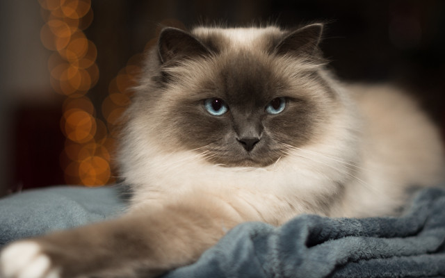 Blue eyes cat blurry background free wallpaper for desktop - medium preview image