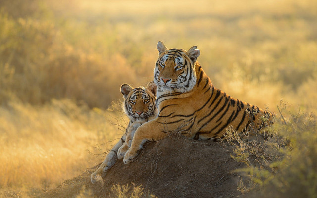 Tiger bengal art jigsaw wildlife free wallpaper for desktop - medium preview image