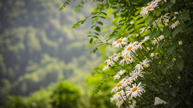 White flowers tree forest mountain free wallpaper for desktop - medium preview image