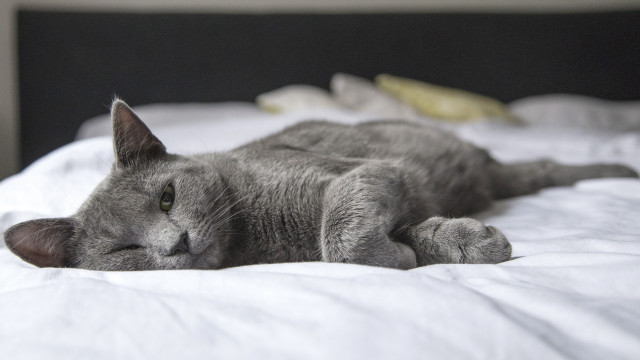 Cat bed banana blurry background free wallpaper for desktop - medium preview image