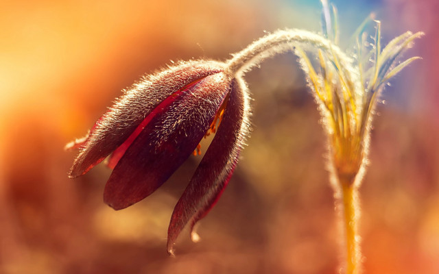 Flower burn embers macro autumn free wallpaper for desktop - medium preview image