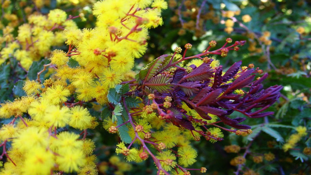 Bush yellow flowers green leaves #2 free wallpaper for desktop - medium preview image