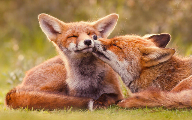 Foxes kissing grass field wildlife free wallpaper for desktop - medium preview image