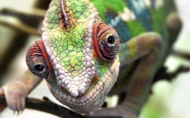 Chameleon branch leaves blurry bokeh free wallpaper for desktop - medium preview image