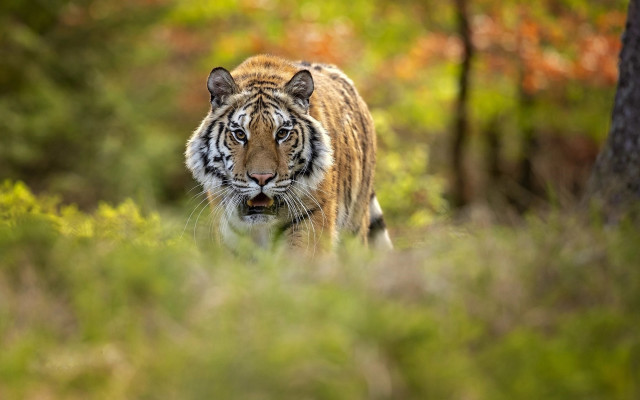 Tiger forest blurry depthoffield motionblur free wallpaper for desktop - medium preview image