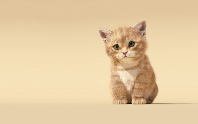 Sad kitten green eyes beige free wallpaper for desktop - medium preview image