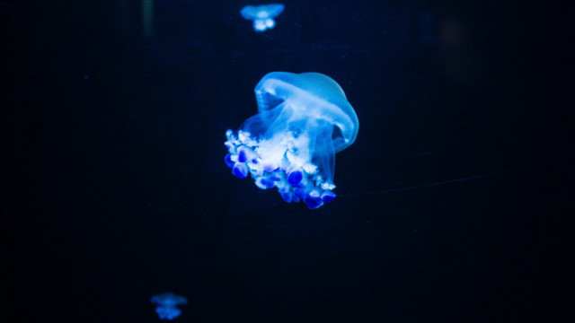 Blue jellyfish bioluminescent hologram butterfly free wallpaper for desktop - medium preview image