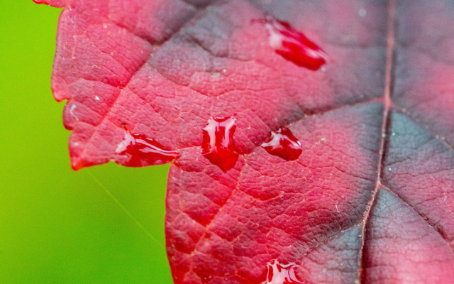 Red leaf water drops green free wallpaper for desktop - medium preview image