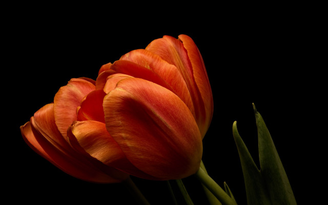 Orange flower black background still free wallpaper for desktop - medium preview image