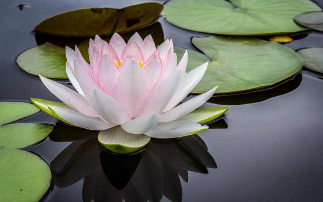 Pink water lily pond lily free wallpaper for desktop - medium preview image