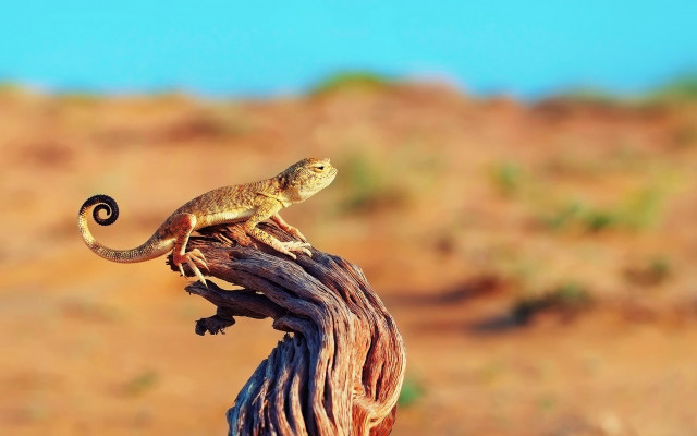 Lizard desert stump macro photography free wallpaper for desktop - medium preview image