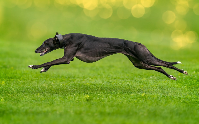 Black dog jumping field bokeh free wallpaper for desktop - medium preview image