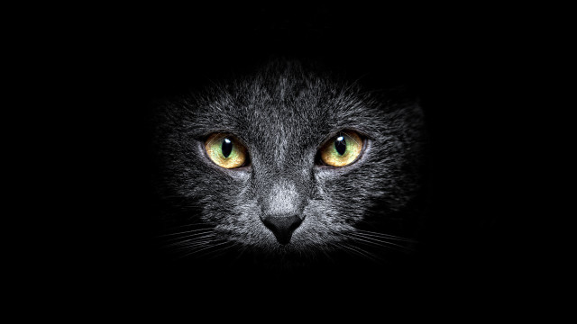 Black cat yellow eyes dark #2 free wallpaper for desktop - medium preview image