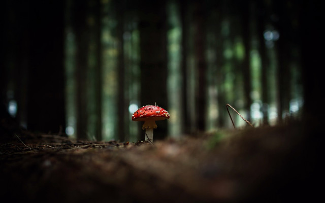 Red mushroom forest macro bokeh free wallpaper for desktop - medium preview image