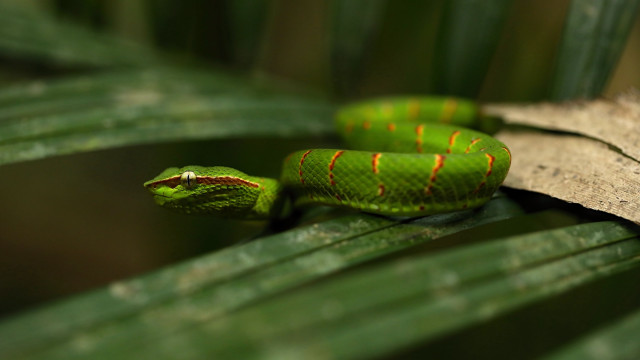 Green snake leaf sun red free wallpaper for desktop - medium preview image